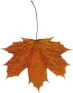 Colorful autumn leaf clipart