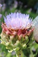 beautiful Artichoke