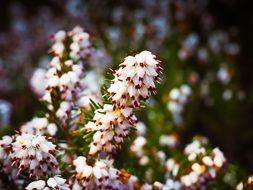 pleasant Erika Snow Flowers