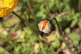 yellow poppy with buds on a blurry background close-up