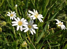 white daisies among green grass close-up on blurred background