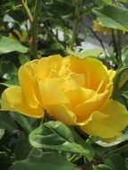large yellow rose bud in the summer garden