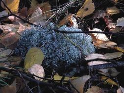 Lichens in a forest