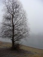 tree without leaves in the fog in winter