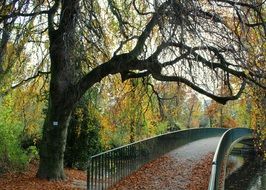 landscape of bridge among trees in autumn park