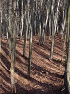leafless beech trees