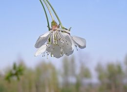 delicate filigree cherry flower