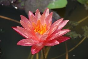pink Water Lily Flower on Pond