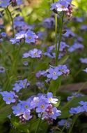 incomparable Nots Flowers