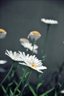 white daisies on thin stems close-up