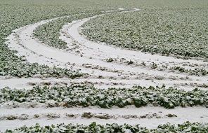 snowy field