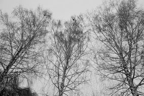 birch without leaves against a cloudy sky