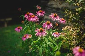 bush of pink echinacea flowers in the garden