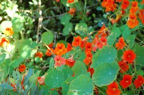 Beautiful poppy bush with red flowers and green leaves