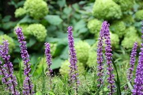 breathtaking Purple Lavender
