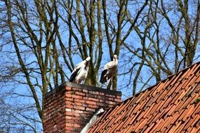 two storks on the roof on a sunny day