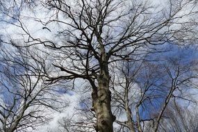 tree on a background of white clouds in the sky