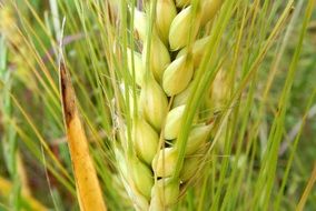 green Grain Plant close