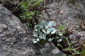 Blue plant on a stone