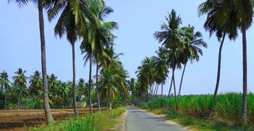 stunningly beautiful Coconut Tree