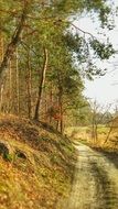 autumn Forest Way panorama in poland