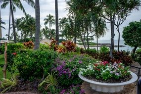 extraordinary Hawaii Flowers