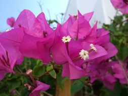 bougainvillea flowers Greece