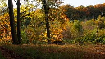 sunlight in the autumn forest