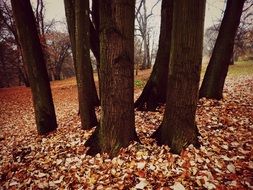 tree trunks and golden autumn foliage on the ground