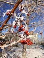 berries on a tree in winter