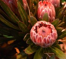 Exotic pink Protea Flowers