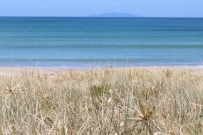 dry grass on sand beach at blue sea, New Zealand, Whangamata