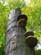 tree mushrooms on a tree trunk