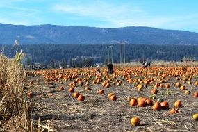 Pumpkins Field Harvest