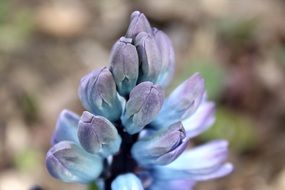 purple hyacinth in buds closeup