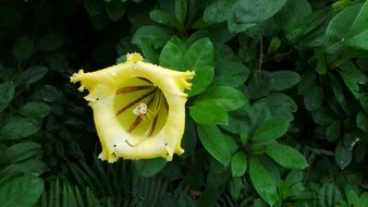 Yellow Tropical garden Flower