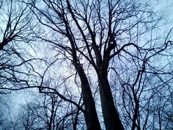 trees and sky as a contrast