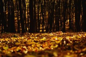 forest in the colors of golden autumn