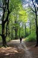 Forest Behshahr, Iran