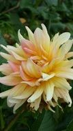 Yellow and pink Dahlia blossom