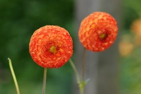 Close-up of the two beautiful orange spherical flower