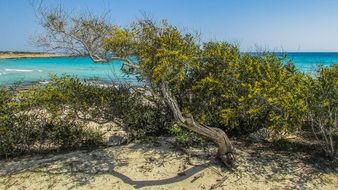 beach with green plants in cyprus