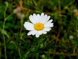 incredibly attractive Daisy Meadow