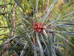 Miniature Pine Cones macro
