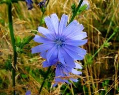 Beautiful blue and violet katángkóró flower among the yellow and green grass