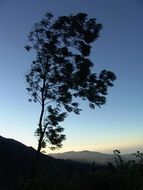 The crown of the Tree Jamaica landscape