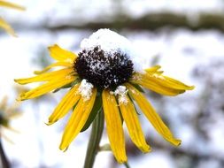 echinacea flower in the snow