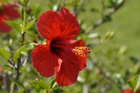 red hibiscus on a bush on a sunny day