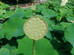 Lotus Flower in nature