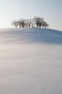 Snow Forest on Hill scene